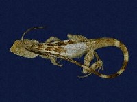 Swinhoe’s tree lizard Collection Image, Figure 4, Total 7 Figures